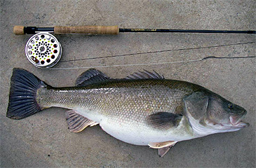 Record photograph for Percichthys trucha